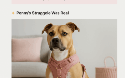 🧵 Why Medium-Sized Dogs Need Special Gear (And Where to Find It)